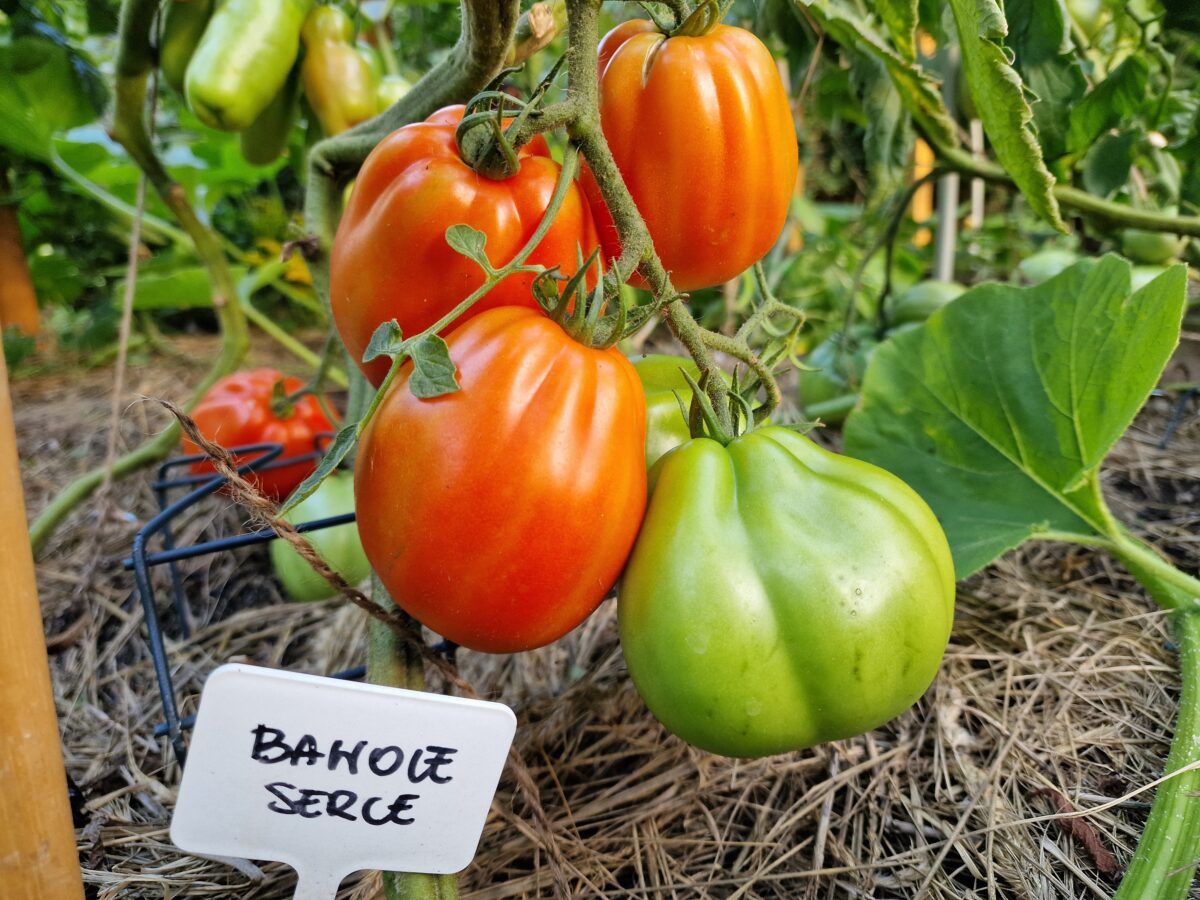 Pobieranie nasion pomidorów